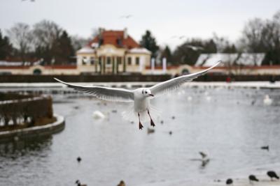 Прикрепленное изображение: bird1.jpg